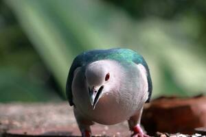 groß Vogel suchen Lebensmittel foto