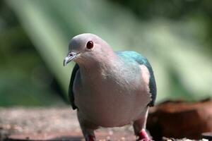 groß Vogel suchen Lebensmittel. schön dunkel Blau und grau Farbe Vogel foto