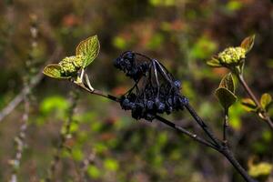 Viburnum Lantana Blume Knospen im früh Frühling. zuletzt Jahre Früchte auf das Geäst. Leben erobert Tod. foto