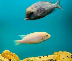 mehrfarbig hell Fisch schwimmen im das Aquarium. Aquarium mit klein Haustiere. foto