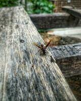 Dokumentarfilm Porträt von ein rot Wespe Das ist thront und suchen zum natürlich Materialien zum das Konstruktion von es ist Nest. foto