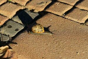 ein klein Schnecke mit es ist Schale auf ein Sommer- Tag im ein Stadt Park. foto