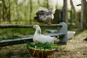 jung Hühner und Hähne Essen organisch Futter von Feeder auf ein Grün Bauernhof im Natur ohne Chemikalien oder Pestizide zum das Gesundheit von das Vögel foto