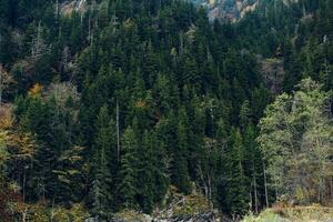 Berge im das Wald Herbst Fluss Landschaft Natur frisch Luft foto