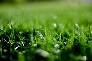 Grün Rasen Gras Nahansicht von das Blätter von das Gras. Natur Erhaltung ohne Umwelt Verschmutzung, sauber Luft foto