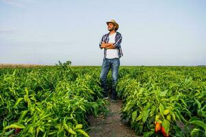 glücklich Farmer ist Stehen im seine Pfeffer Plantage. foto