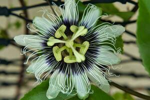 Leidenschaft Obst Blume im das Zuhause Garten foto