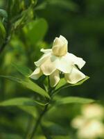 Weiß Frische Blume im Garten Blühen und sauber Geruch foto