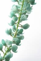 Jade Ranke Blumen auf Weiß Hintergrund, erstellt mit generativ ai foto