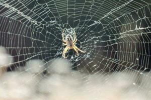 schließen oben mit ein Spinne foto