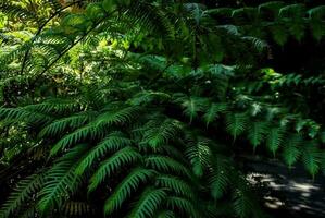 Bäume im Wald foto