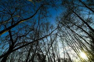 Bäume im Wald foto