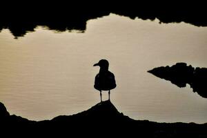 Hintergrund mit ein Vogel foto