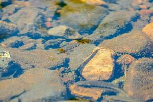 Fische im das Fluss foto