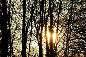 Bäume im Wald foto