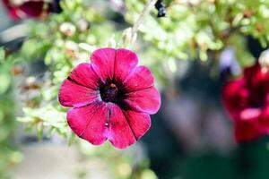 Hintergrund mit Blumen foto