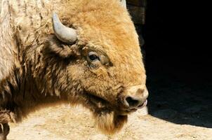 Bison Kopf im Zoo foto