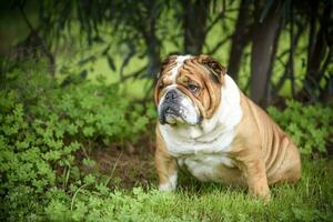 Englisch Bulldogge draussen foto