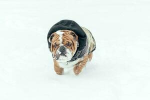 Englisch Bulldogge im das Schnee foto