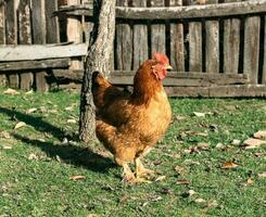 Hähnchen auf das Bauernhof foto