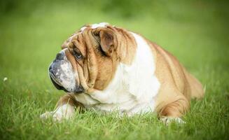 Englisch Bulldogge draussen foto