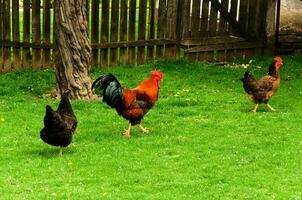 marschieren Hühner im das Bauernhof foto