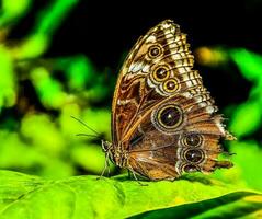 schließen oben mit ein Schmetterling foto