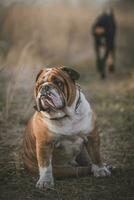 einsam Englisch Bulldogge foto