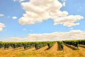 ein Weingut Landschaft foto