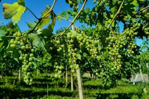 ein Weingut Landschaft foto