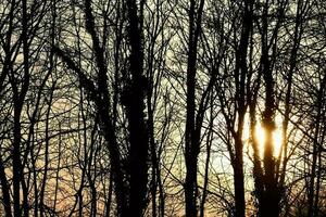 Bäume im Wald foto