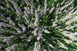 ein Feld mit Blumen foto