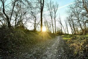 Bäume im Wald foto