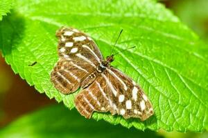 Nahaufnahme eines Schmetterlings foto