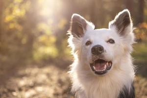 Porträt eines schönen Hundes foto
