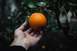 ein Hand hält ein Orange hängend auf ein Baum. ai generiert foto