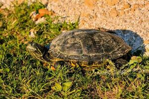 Hintergrund mit ein Schildkröte foto