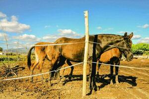 Pferde beim das Bauernhof foto