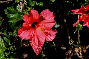 Hintergrund mit Blumen foto