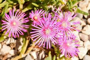 Hintergrund mit Blumen foto