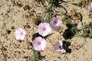 Hintergrund mit Blumen foto