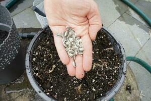 Aussaat das Pflanzen. wenig Samen im Person Hand Über das Topf mit Boden. Gartenarbeit im Frühling. foto