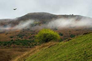 einsam Grün Baum auf ein steil Berg Neigung. minimalistisch Szene mit Baum auf Grün Senke Hintergrund. schön Berg Landschaft im spät Herbst. foto