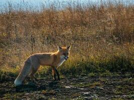 flauschige rot Fuchs auf das Weg im ein ländlich Feld. ein wild Fuchs sieht aus in das Kamera. foto