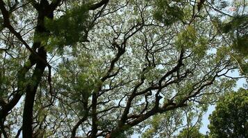 wild Baum mit schattig Grün Blätter wächst foto