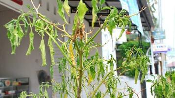 trocken rot Chili Pfeffer hängen auf Busch. foto