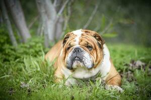 Englisch Bulldogge draussen foto