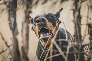 Gebell Hund Porträt foto