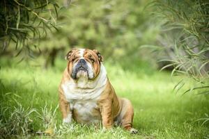 Englisch Bulldogge draussen foto