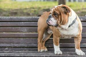 englischer Bulldoggenwelpe foto